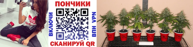 купить наркотики сайты  Валдай  Марихуана план 